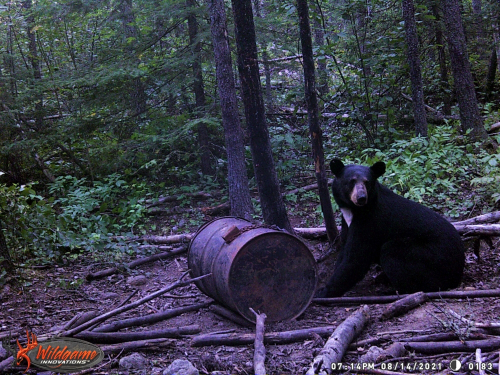 Ontario Black Bear hunting